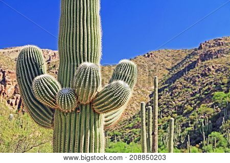 Saguaro Cactus with Mount Lemmon in the background in Tucson, Arizona, USA in the Santa Catalina Mountains located in the Coronado National Forest with blue sky copy space.