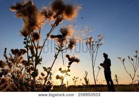 Silhouette of a man flying a remote control drone in the sunset behind wild thorn weeds