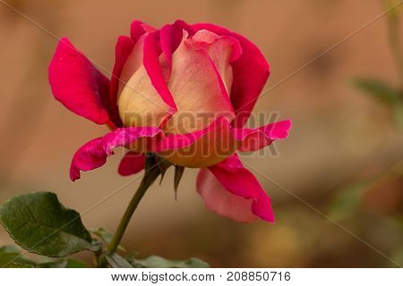 Double Delight Hybrid Tea rose- large double blooms of creamy yellow heavily flushed and edged carmine to red on blurred background.