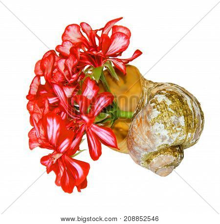 Bouquet Of Geranium Flower And Leaves  In An Old Shabby Shell Isolated Against A White Background