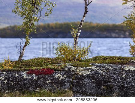 Alpine bearberry, mountain bearberry on a cliff this side a lake. Mountain in the background, autumn.