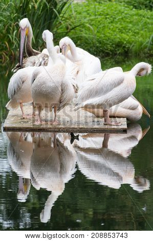 a lot of pelicans sitting in the water little pond