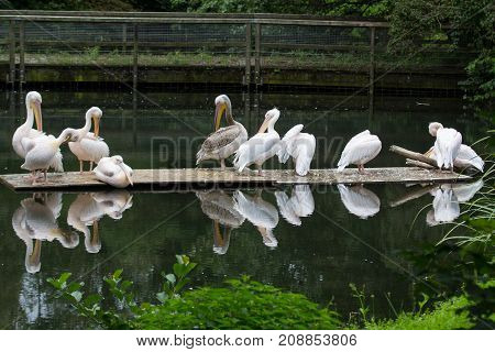 a lot of pelicans sitting in the water little pond