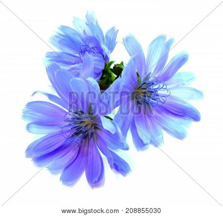 Drawing Blue Chicory Flower Isolated On White