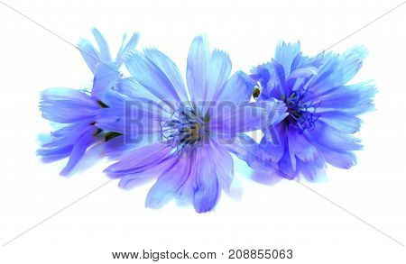 Drawing Blue Chicory Flower Isolated On White
