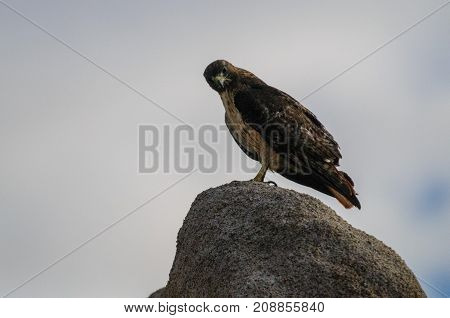 A red tailed hawk standing on a rock near the hidden valley campground in Joshua Tree National Park