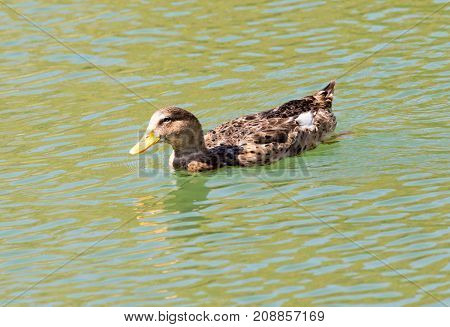 duck on the lake in the nature