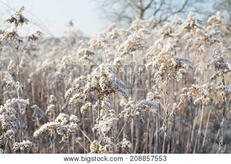 Ice cold fields in the winter in middle europa