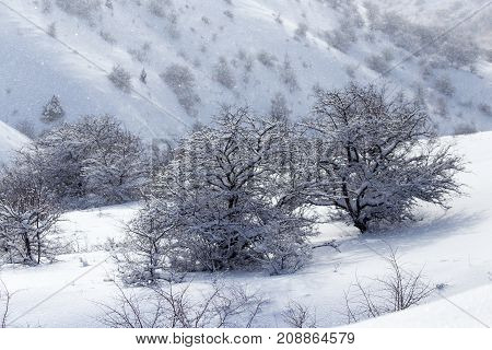 snowy slopes of the Tien Shan Mountains