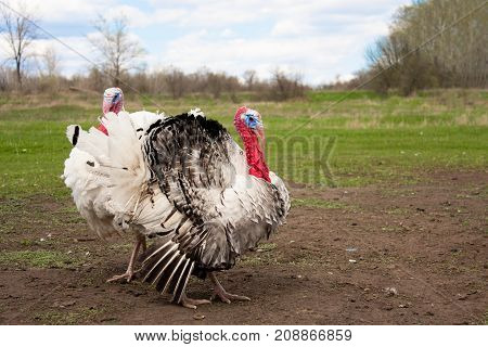 turkey male or gobbler in the village grazing.