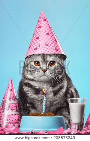 Cute Scottish Fold celebrates its birthday with a birthday cone on her head