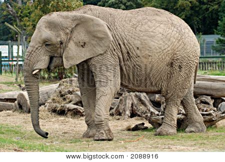 Elefante