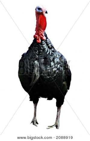 Turkey