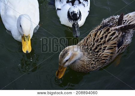 ducks in the lake to catch the bread crumbs