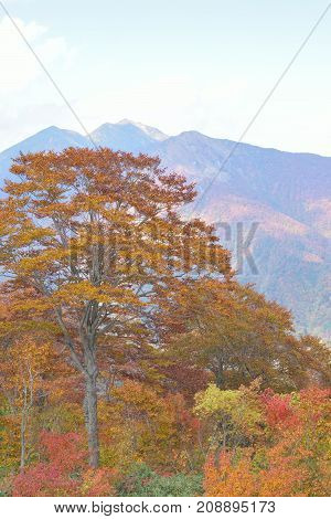Autumn Landscape of vibrant colorful trees with mountain ranges in Japan