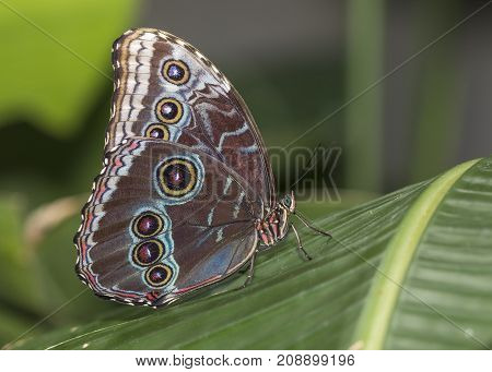 Blue Morpho Perched On A Tropical Plant