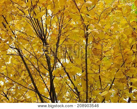 Golden leaves on a tree. Background texture.