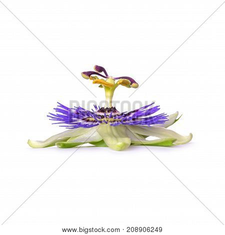 Passiflora passionflower isolated on white background. Big beautiful flower