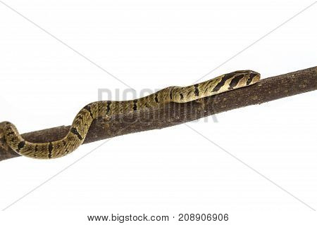 Banded Kukri Snake (oligodon Fasciolatus)