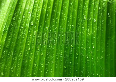 Banana leaves with water drops green background