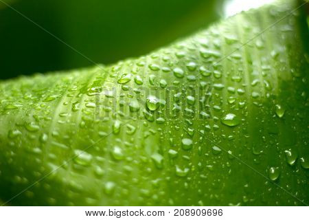 Banana leaves with water drops green background