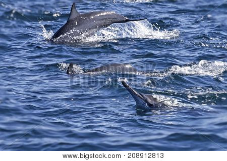 Group of bottlenose dolphins swimming in the fjords of Oman at Khasab