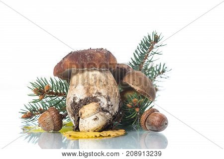 Mushroom Boletus isolated on White Background. Autumn Cep Mushrooms.