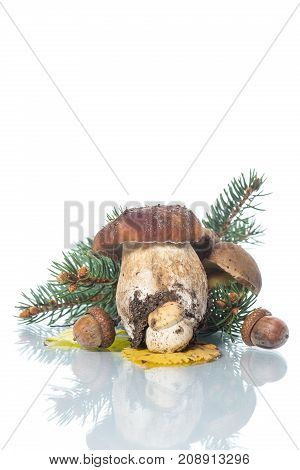 Mushroom Boletus isolated on White Background. Autumn Cep Mushrooms.