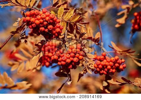 Bright yellow and red autumn rowanberry tree with ripe berries