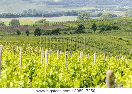winegrowing scenery around Loerzweiler in the Rhineland-Palatinate in Germany at spring time