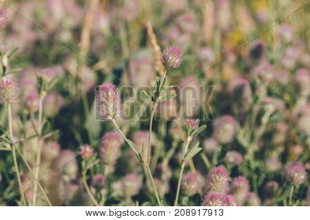 Trifolium Arvense Commonly Known as Hare's-foot Clover on Blurred Background.