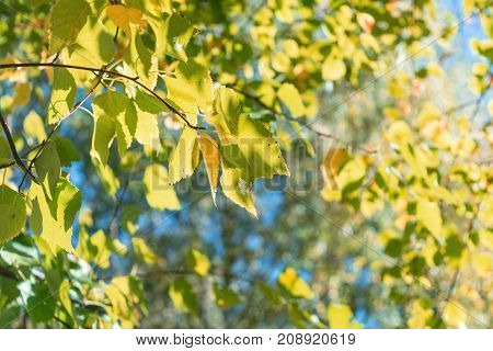 Birch branches with yellow and orange leaves in the background foliage. In the background is trees with autumn leaves of yellow orange green and red. Day the sun is shining. Visible blue sky.