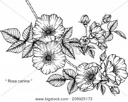 Rosa Canina Flower Drawing.black And White With Line Art Illustration.