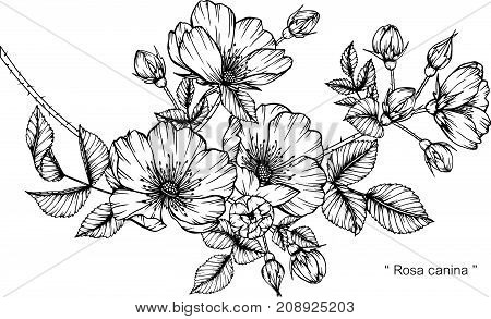 Rosa Canina Flower Drawing.black And White With Line Art Illustration.