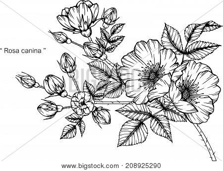 Rosa Canina Flower Drawing.black And White With Line Art Illustration.