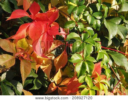 Colorful levaes in the autumn sunshine .