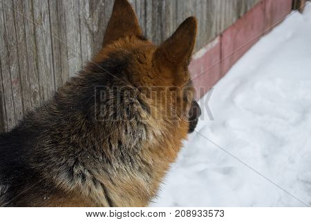 In winter the shepherdess looks at the head of the head