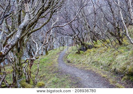 Gravel Pathway Through Grove of Bare White Trees in Scotland