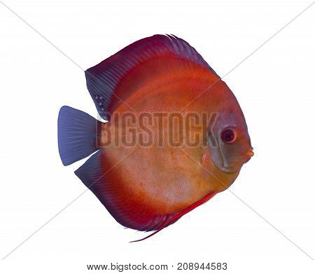 San Merah discus fish isolated in a white background