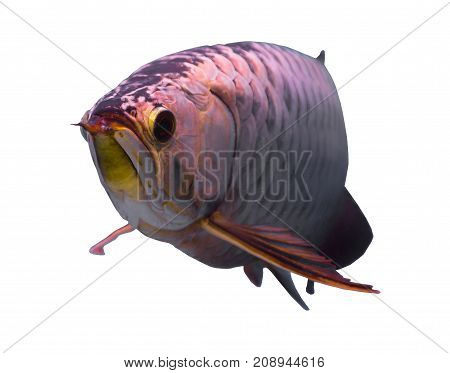 Asian gold arowana fish isolated in a white background