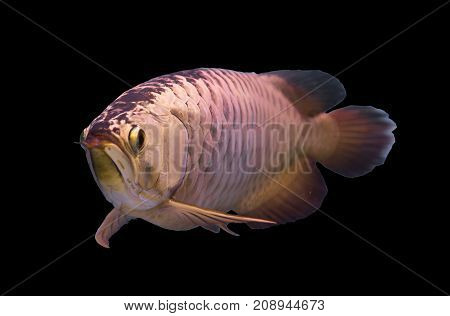 Asian gold arowana fish isolated in a black background