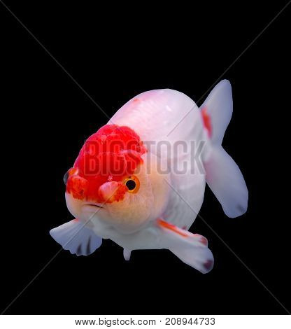 Lionhead goldfish isolated in a black background