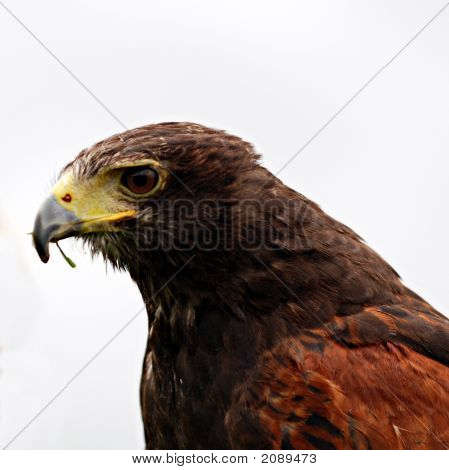 Eagle 1