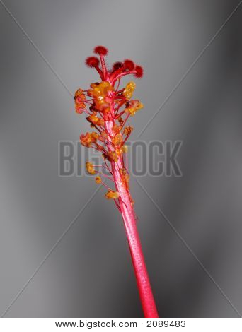Flower2
