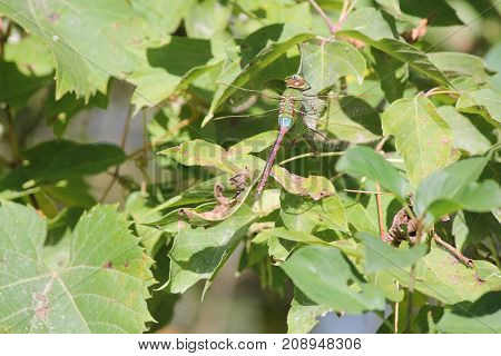 Common Green Darner (Anax junius), Dragonfly, on a green leaf of a bush.