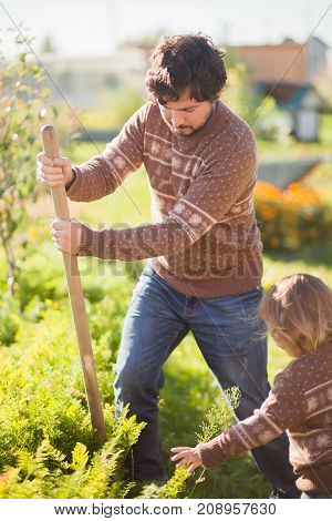 Autumn works at the garden family farm. Father and toddler girl diging ground harvesting carrot.