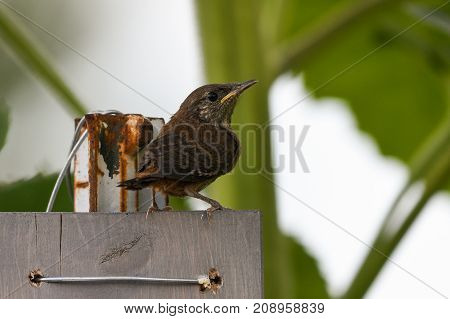 House wren perched on a wooden board