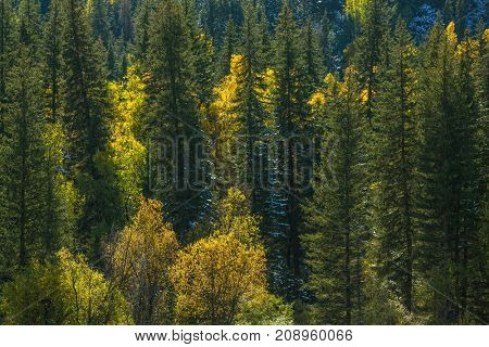 View of autumn forest of the Altay Mountains in Altai Republic, Russia.