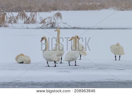 Whooper Swan (Cygnus cygnus) in winter. Location: Comana Natural Park Romania.