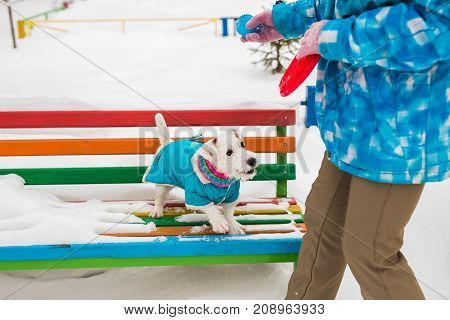 Jack Russell dog running plays winter walks in the park.